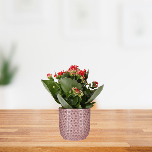 Combi deal - Kalanchoe Rosalina Rood  + Pot relief roze