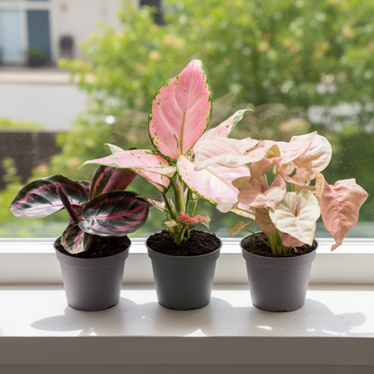 Pink is the new green (3 stuks)