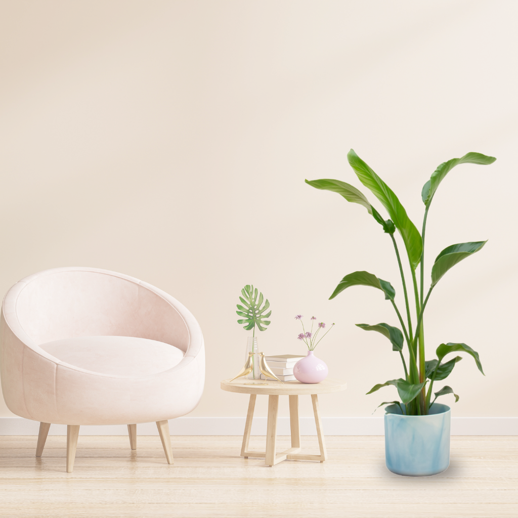 Combi deal - Strelitzia Nicolai + Elho Ocean Round - 100 cm