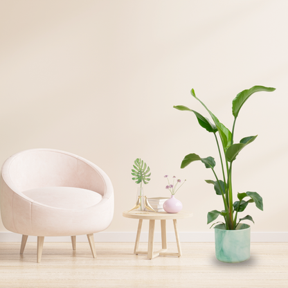 Combi deal - Strelitzia Nicolai + Elho Ocean Round - 100 cm