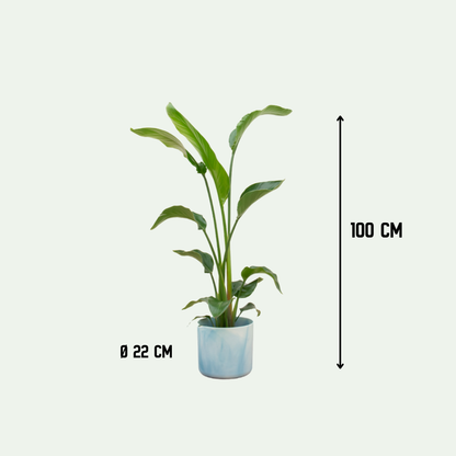 Combi deal - Strelitzia Nicolai + Elho Ocean Round - 100 cm