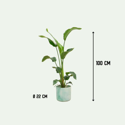 Combi deal - Strelitzia Nicolai + Elho Ocean Round - 100 cm