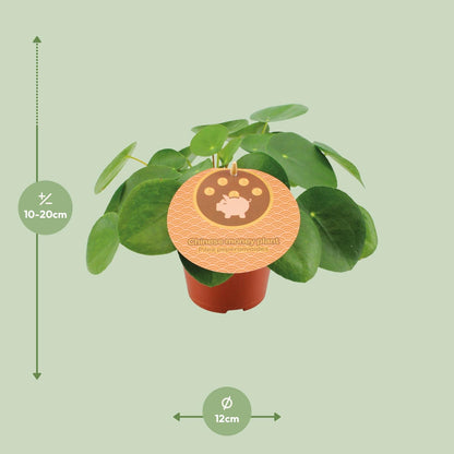 Green friendship (3 stuks)