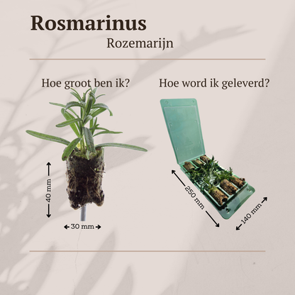 Biologische Rozemarijn - 6 Pluggen