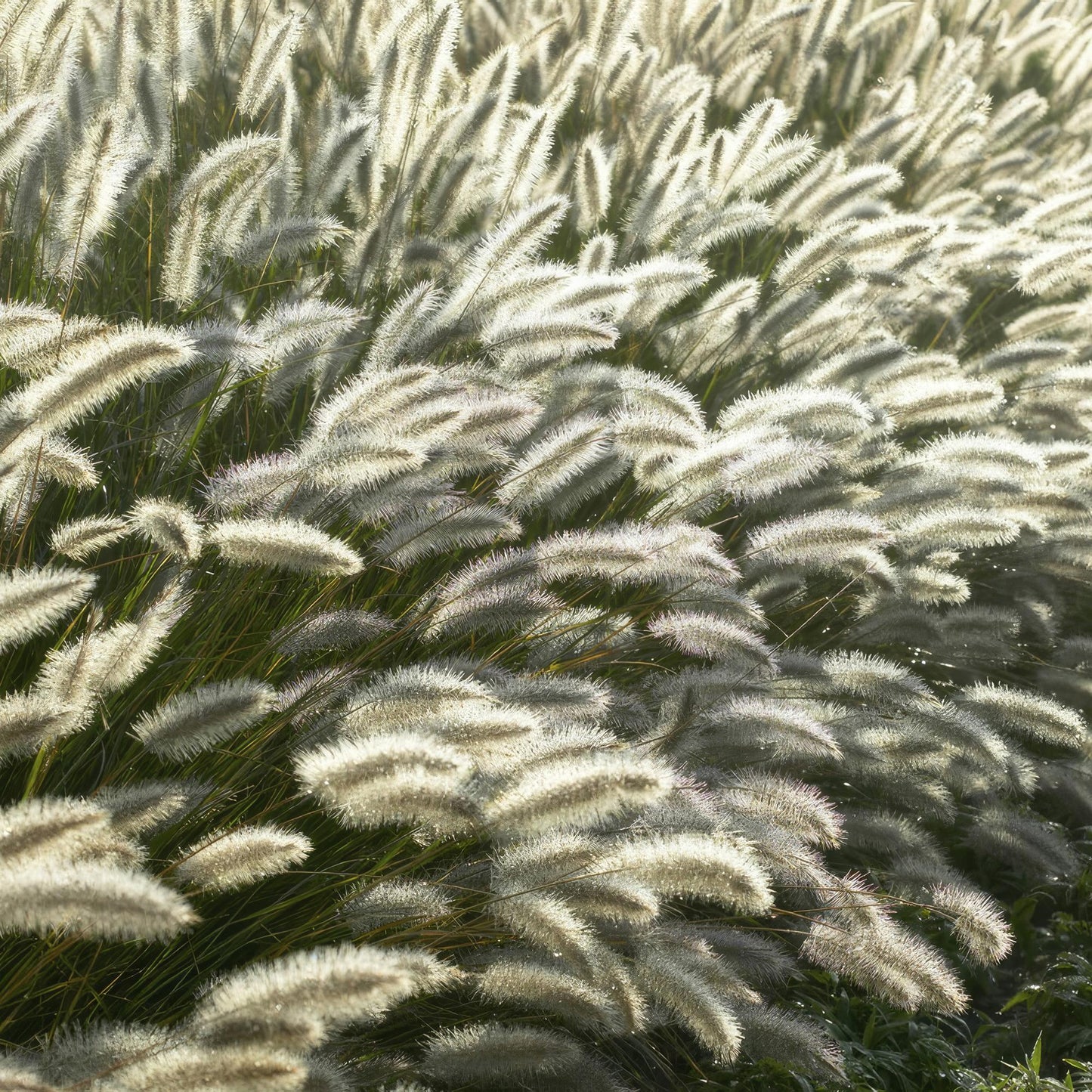 Lampepoetsersgras