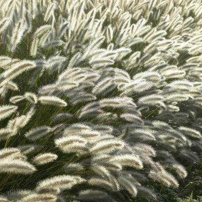 Lampepoetsersgras