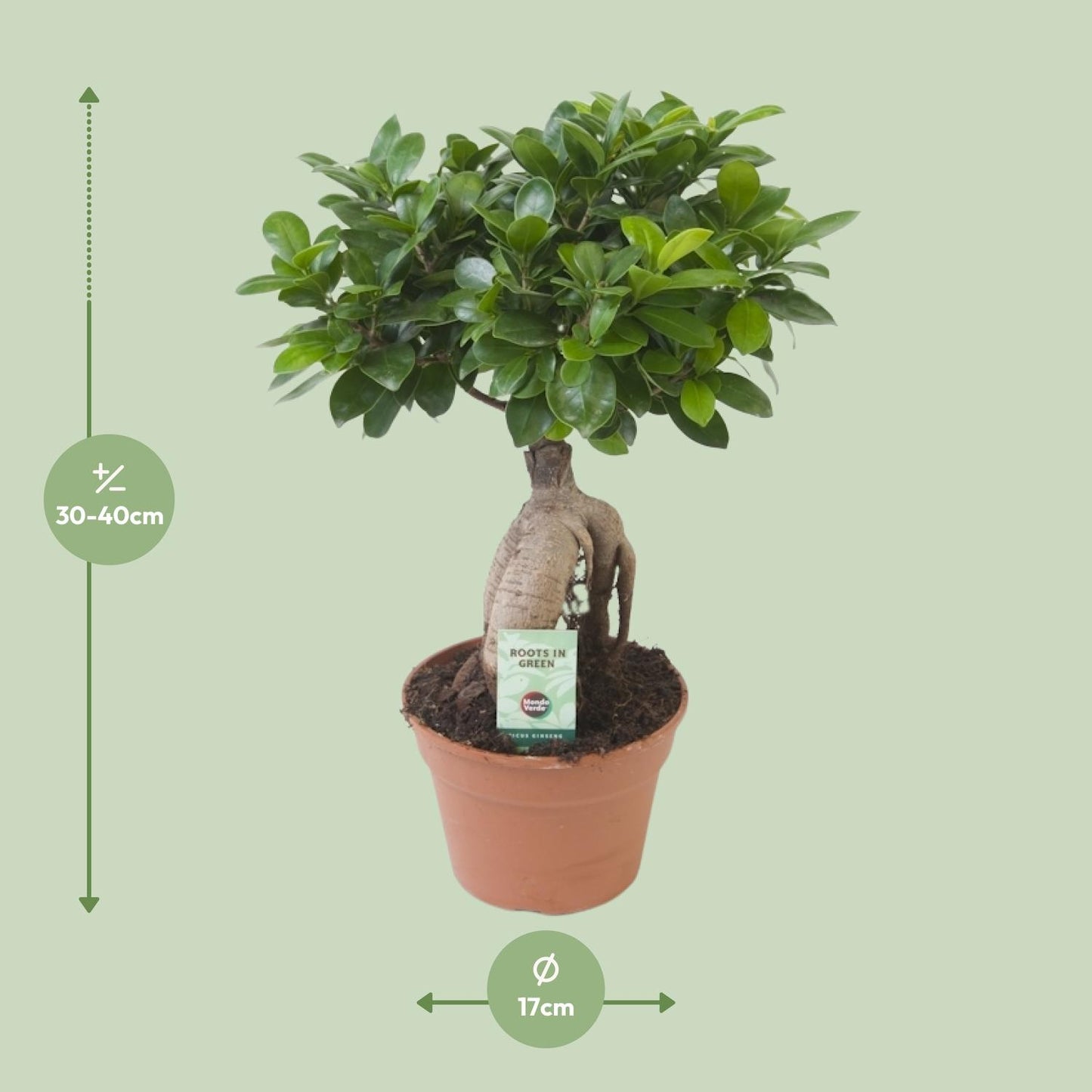 Ficus Ginseng - 40 cm
