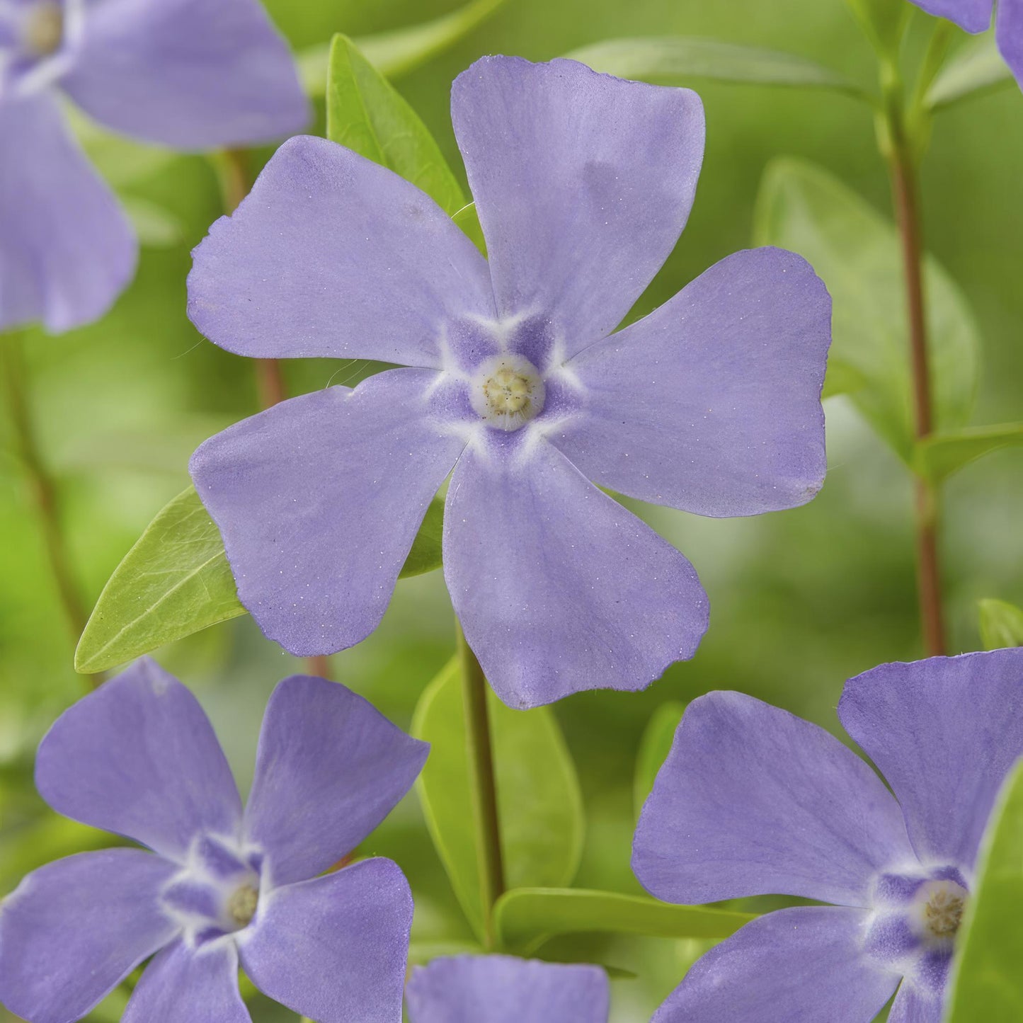 Vinca minor