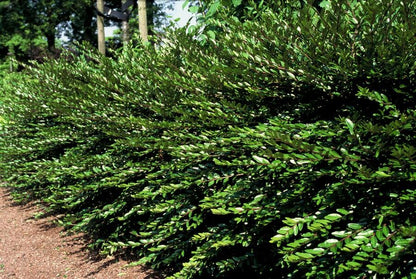 Haagplant (Lonicera pileata)