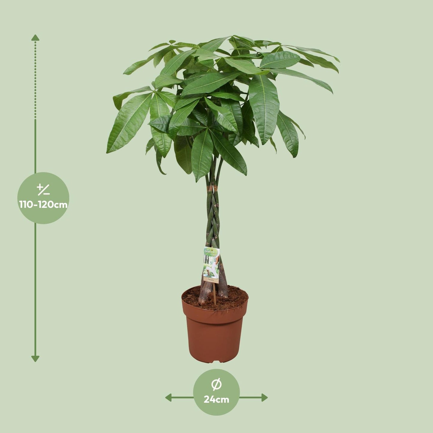 Pachira Aquatica - 120 cm