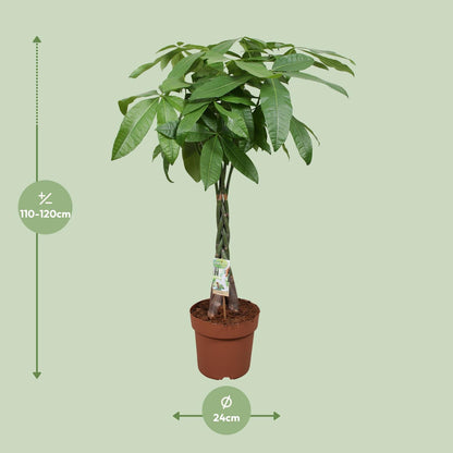Pachira Aquatica - 120 cm