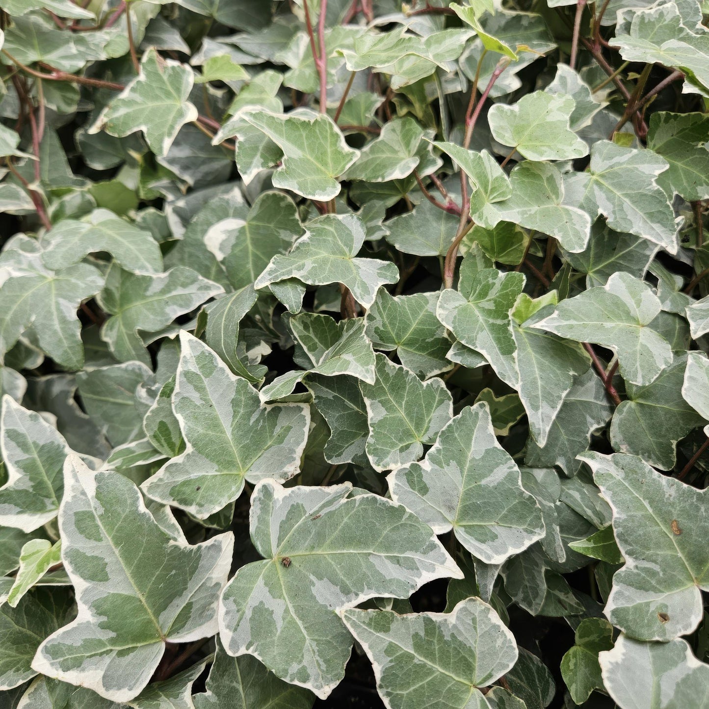 Hedera helix