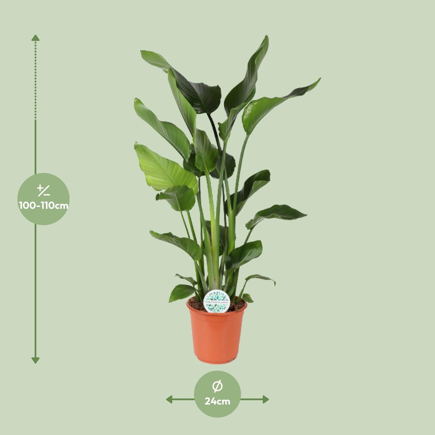 Strelitzia Nicolai - 110cm