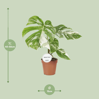 Monstera Deliciosa Variegata - 45 cm