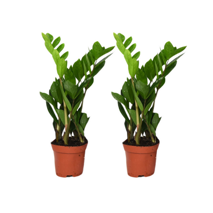 Zamioculcas Zamiifolia -40 cm (2 stuks)