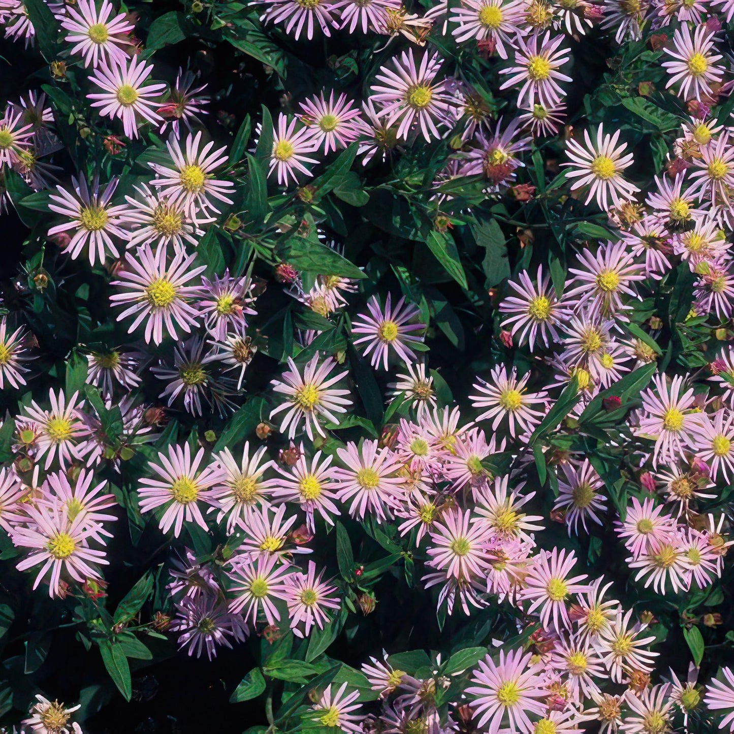 Aster