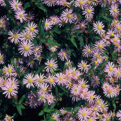Aster