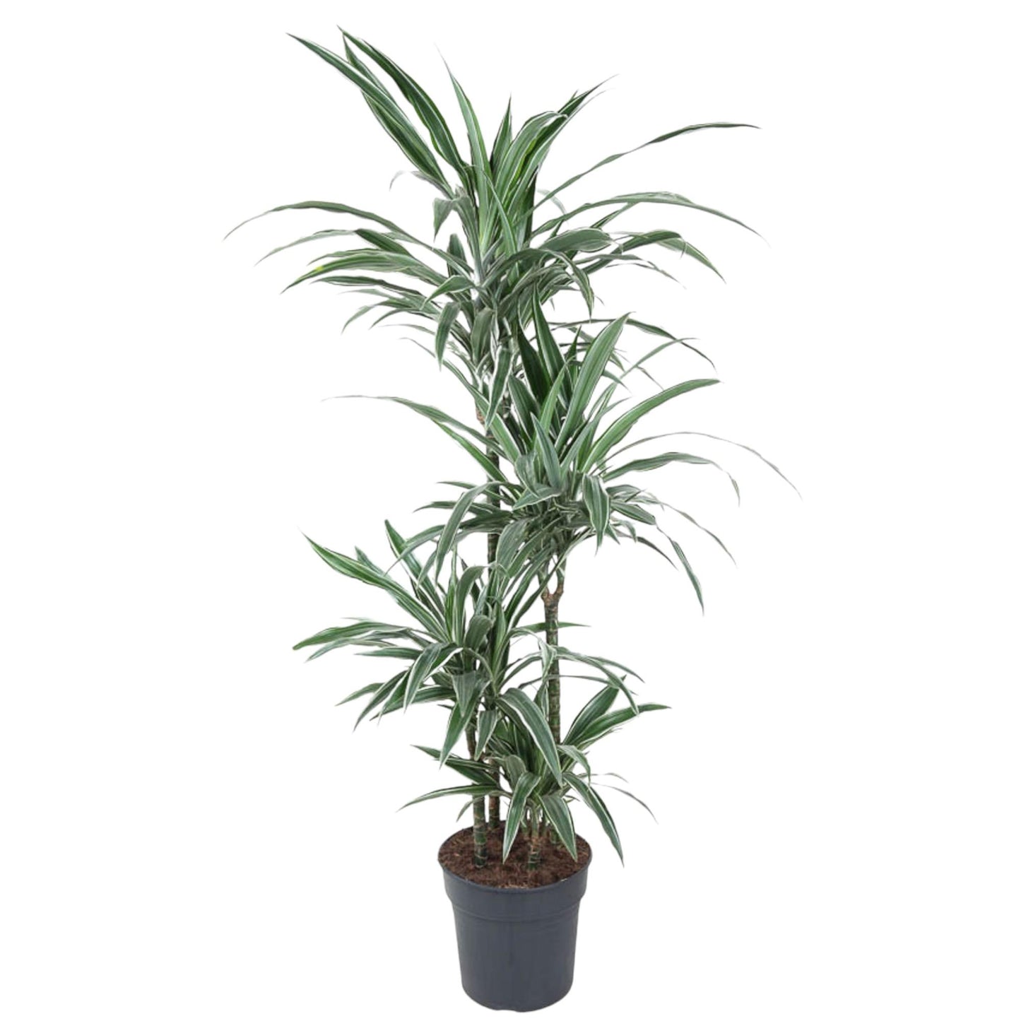 Dracaena Warneckei - 145 cm