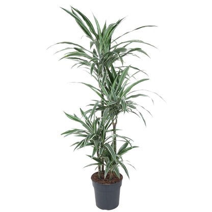 Dracaena Warneckei - 145 cm