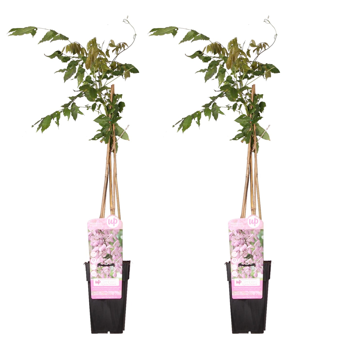 Wisteria floribunda Roze (2 stuks)