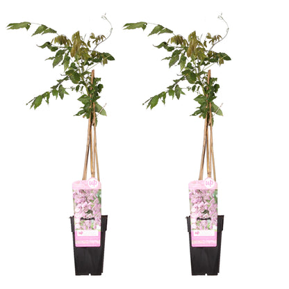 Wisteria floribunda Roze (2 stuks)
