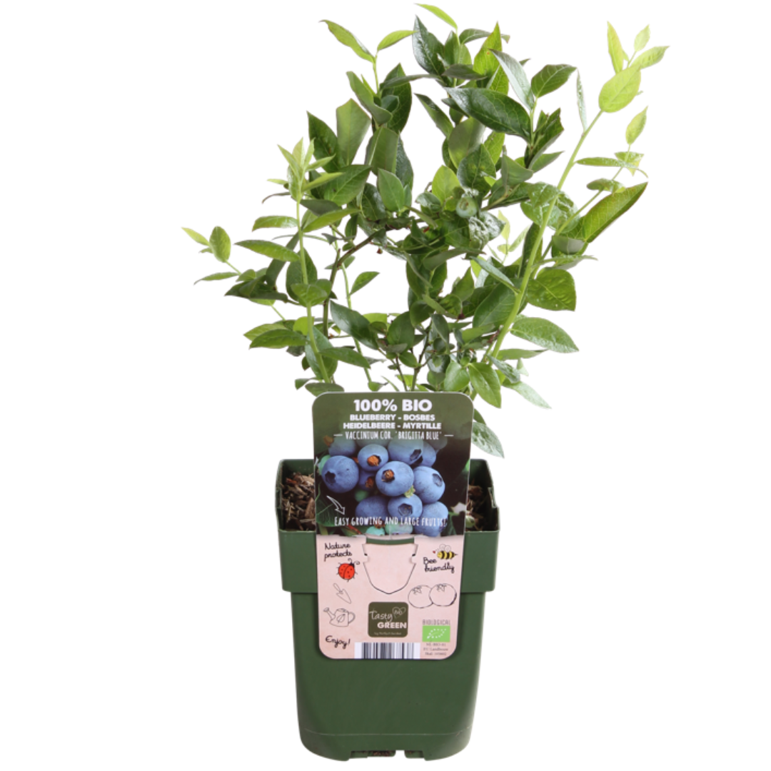 Biologische Fruitplanten (5 stuks)