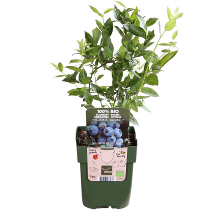 Biologische Fruitplanten (5 stuks)