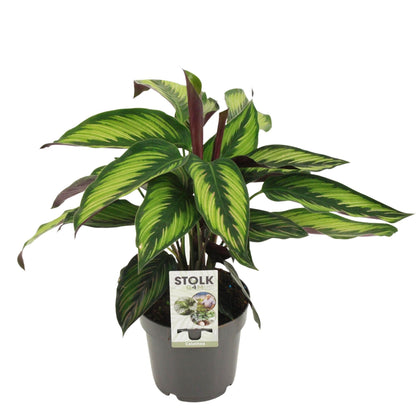 Calathea Majestica Princeps - 45 cm