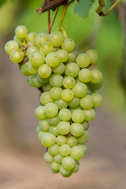 Witte druif ‘Johanniter’
