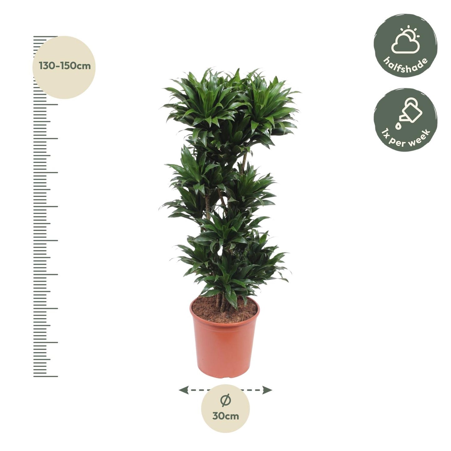 Dracaena Compacta - 140 cm