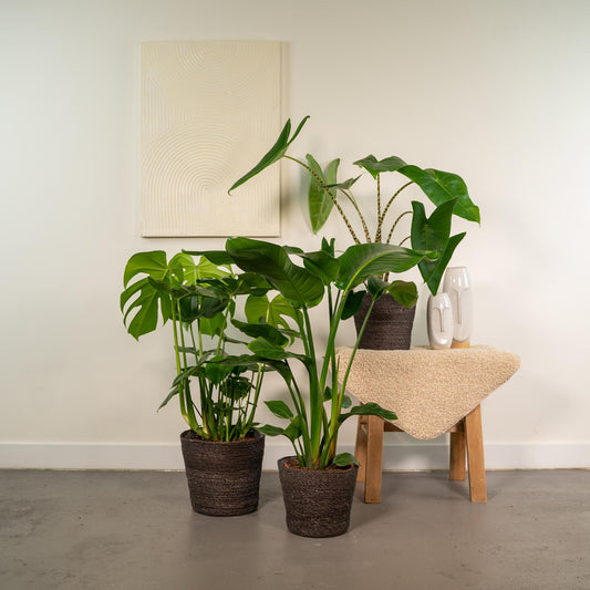 Tropical box (Monstera, Alocasia en Strelitzia)
