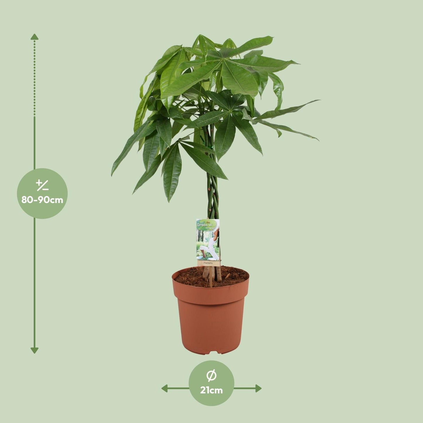 Pachira Aquatica - 90 cm