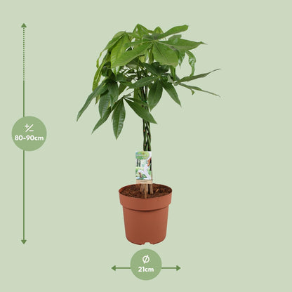 Pachira Aquatica - 90 cm