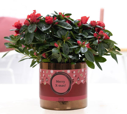 Azalea Red in Goudbronze pot + XMAS Sleeve