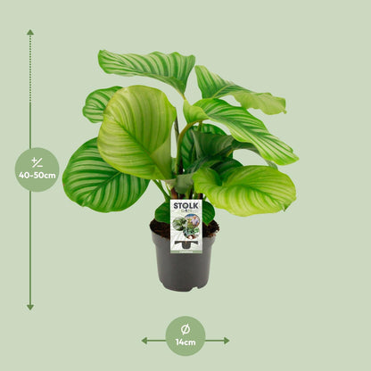 Calathea Orbifolia - 50 cm