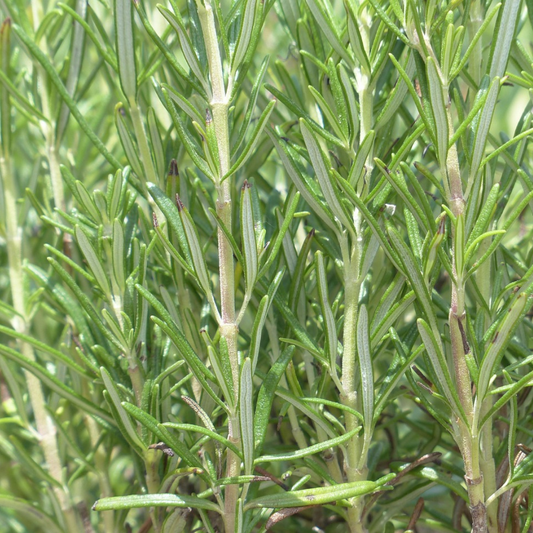 Biologische Rozemarijn - 6 Pluggen