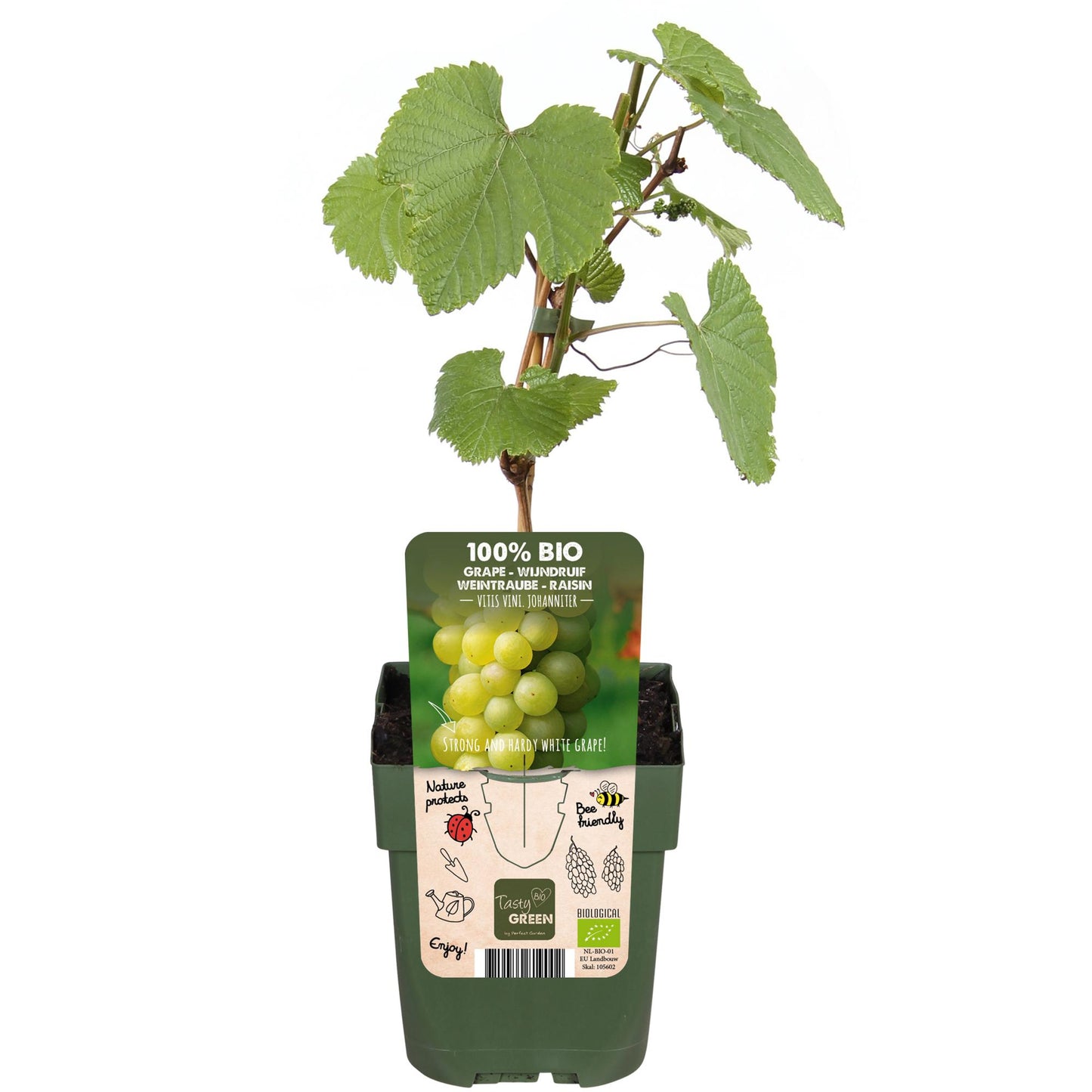 Witte druif ‘Johanniter’