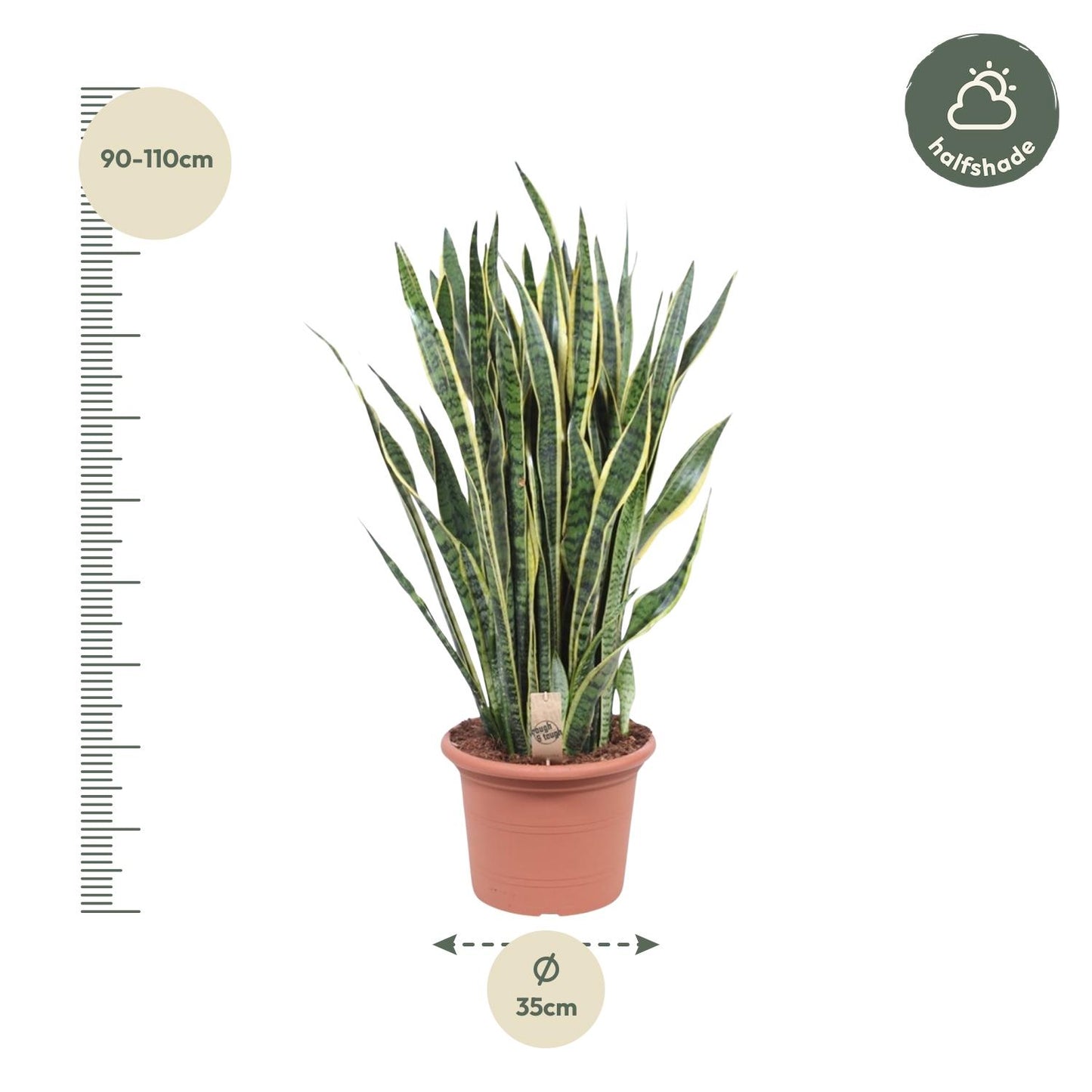 Sansevieria Laurentii - 100 cm