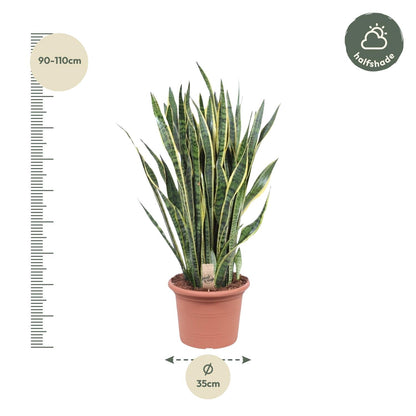 Sansevieria Laurentii - 100 cm