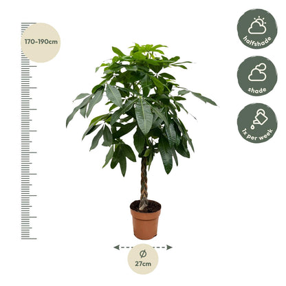 Pachira Aquatica - 170 cm