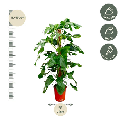 Monstera Pertusum - 130 cm