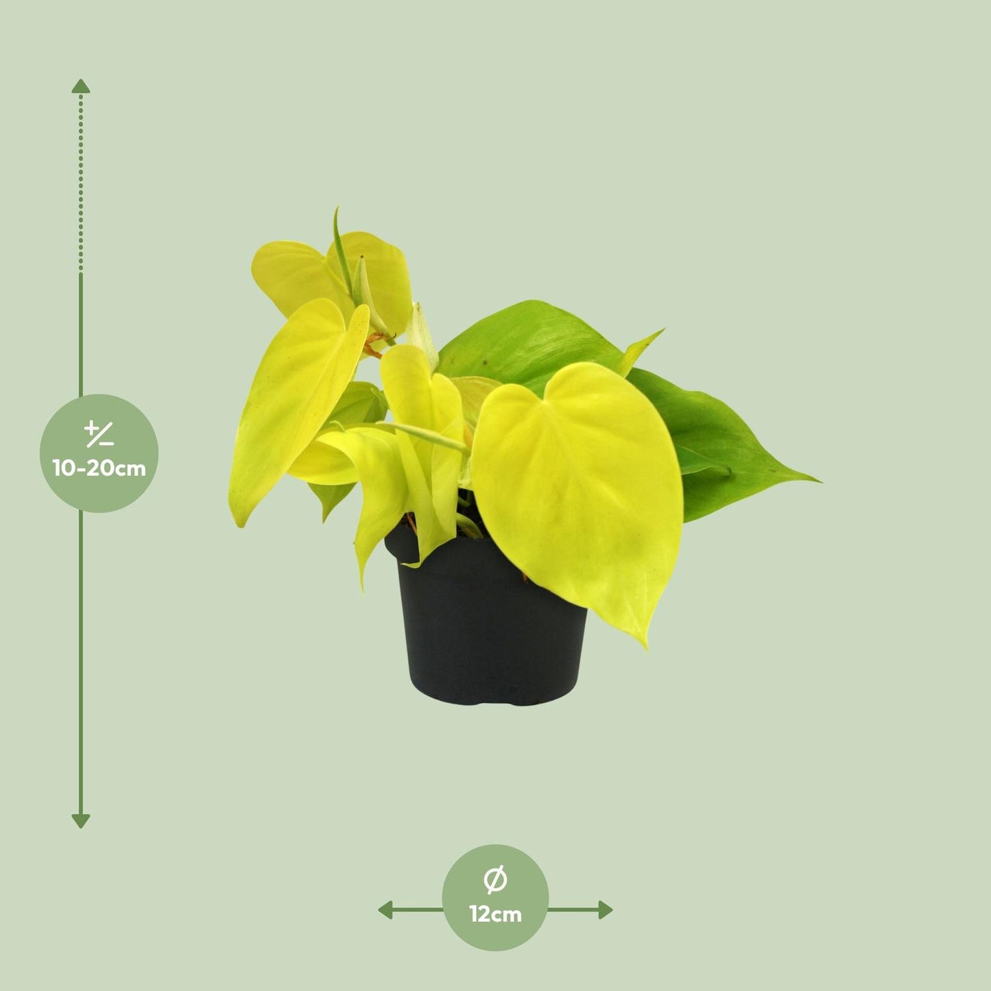 Philodendron Lime - 20 cm