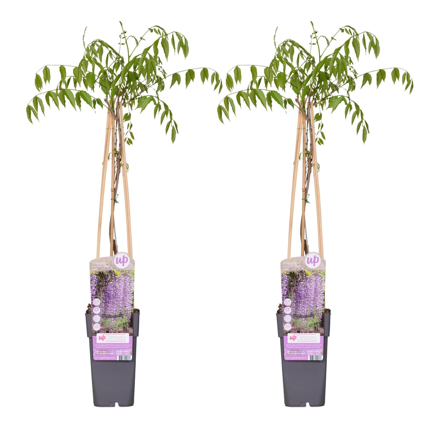 Wisteria floribunda