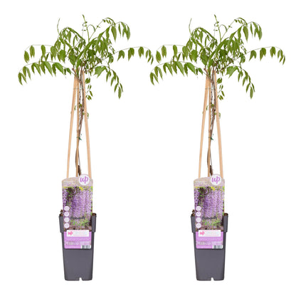 Wisteria floribunda