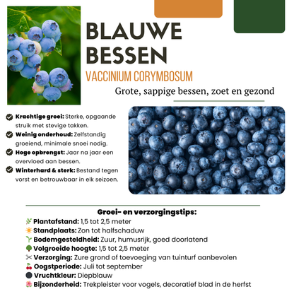 Biologische Bosbessenplanten