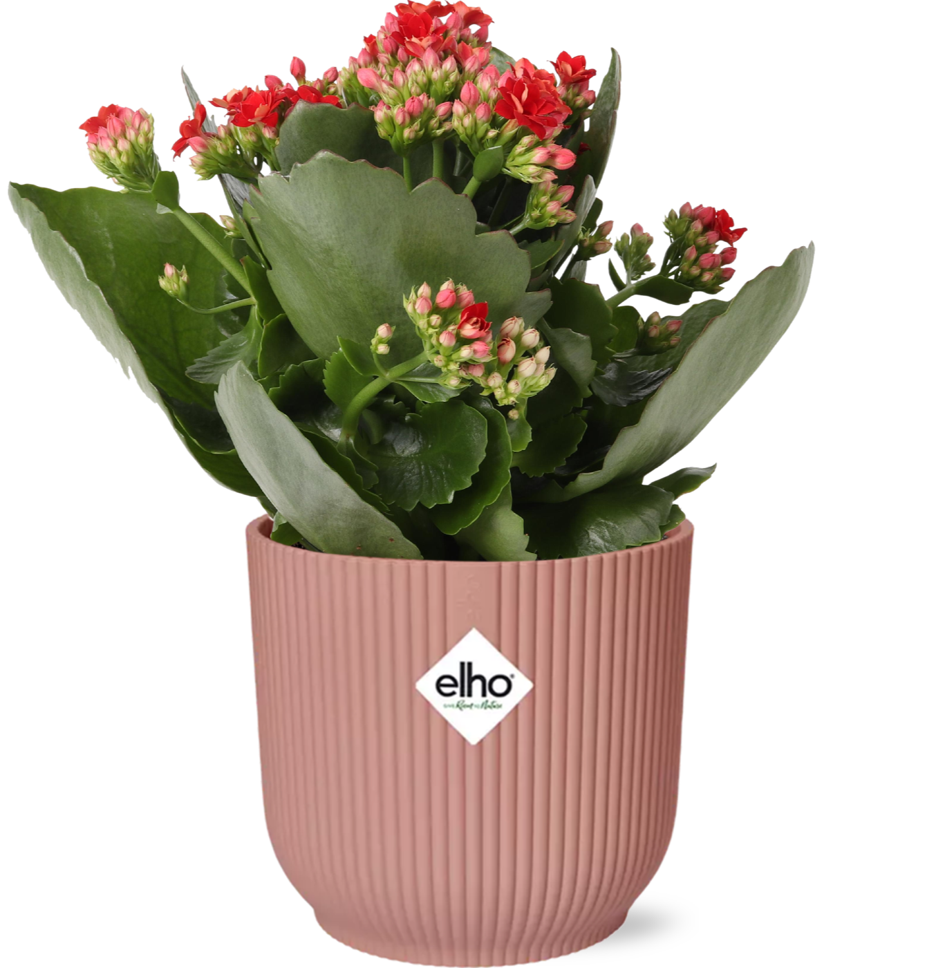 Combi deal - Kalanchoe Rosalina Rood  + ELHO Vibes Fold roze
