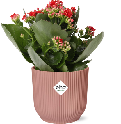 Combi deal - Kalanchoe Rosalina Rood  + ELHO Vibes Fold roze
