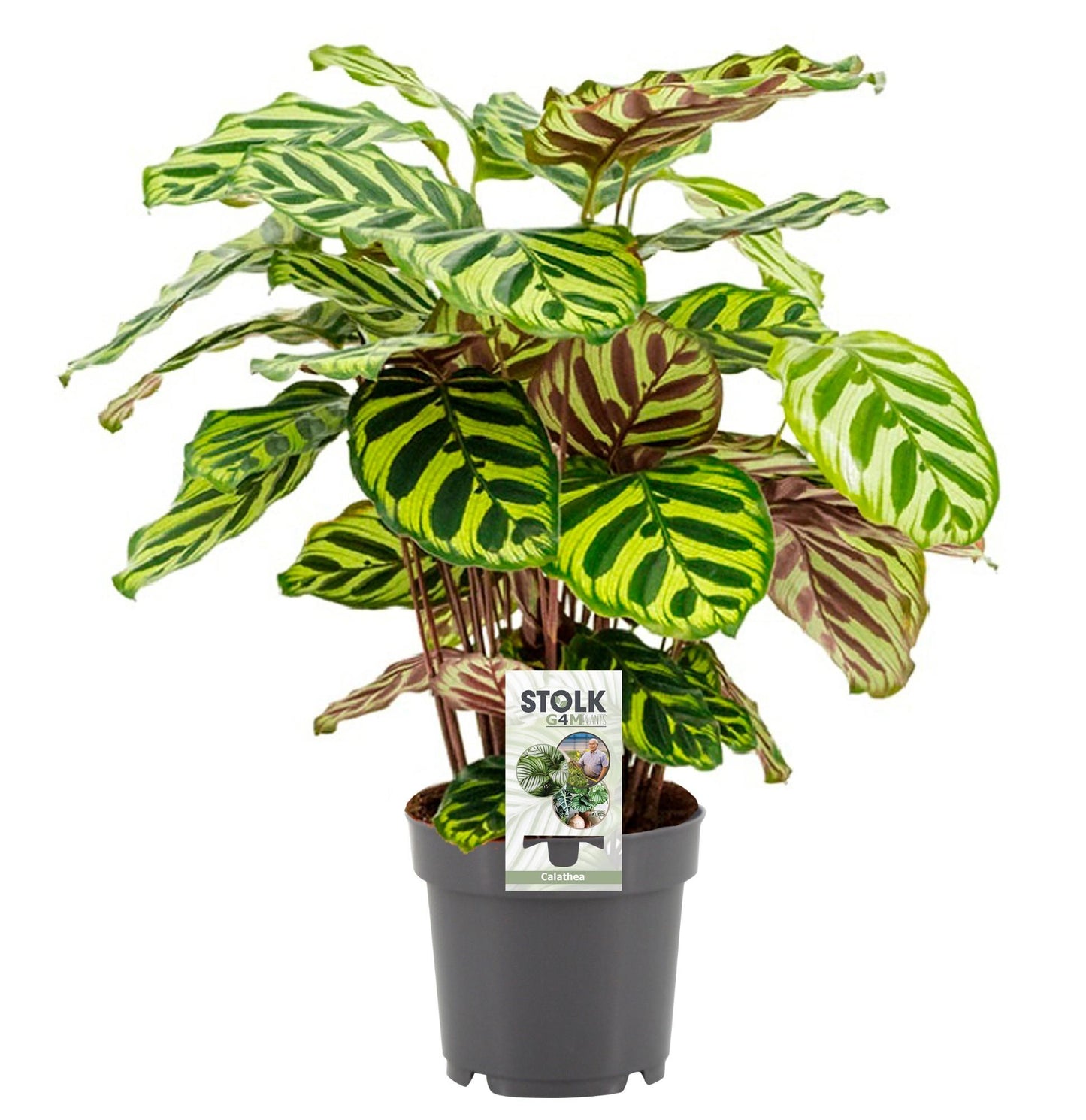 Calathea Makoyana - 45 cm