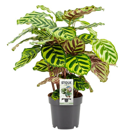 Calathea Makoyana - 45 cm
