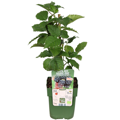 Biologische bramenplanten